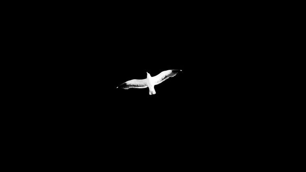 Gallery image minimal seagull by aquachara